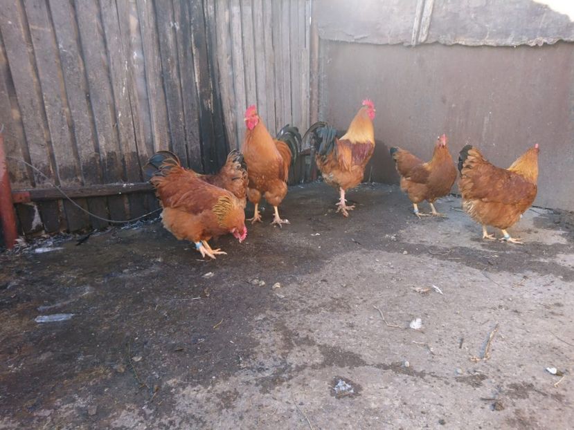 IMG-20181202-WA0001 - Gaini New Hampshire 2018