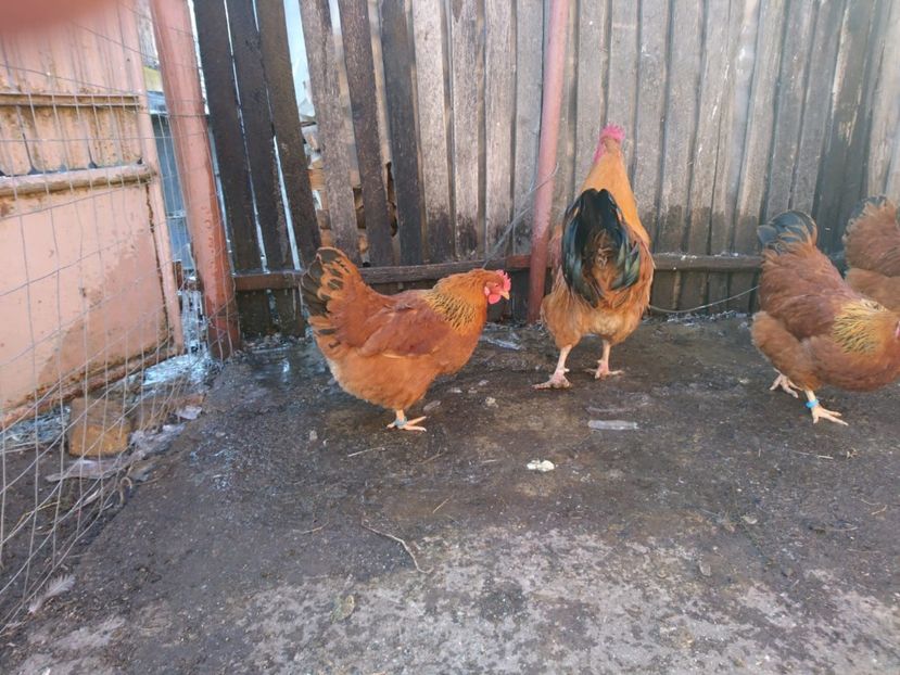 IMG-20181202-WA0005 - Gaini New Hampshire 2018