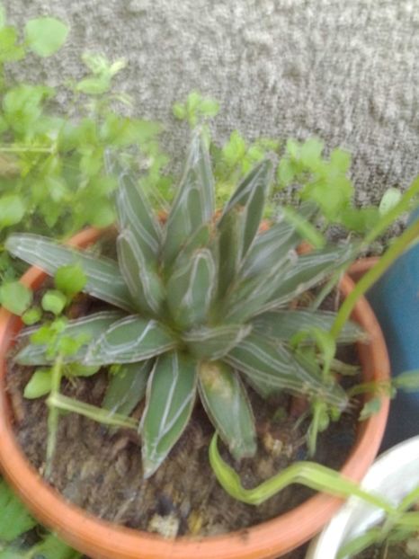  - Agave Camelia Ungureanu