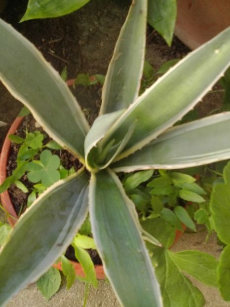  - Agave Camelia Ungureanu