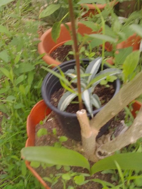  - Agave Camelia Ungureanu