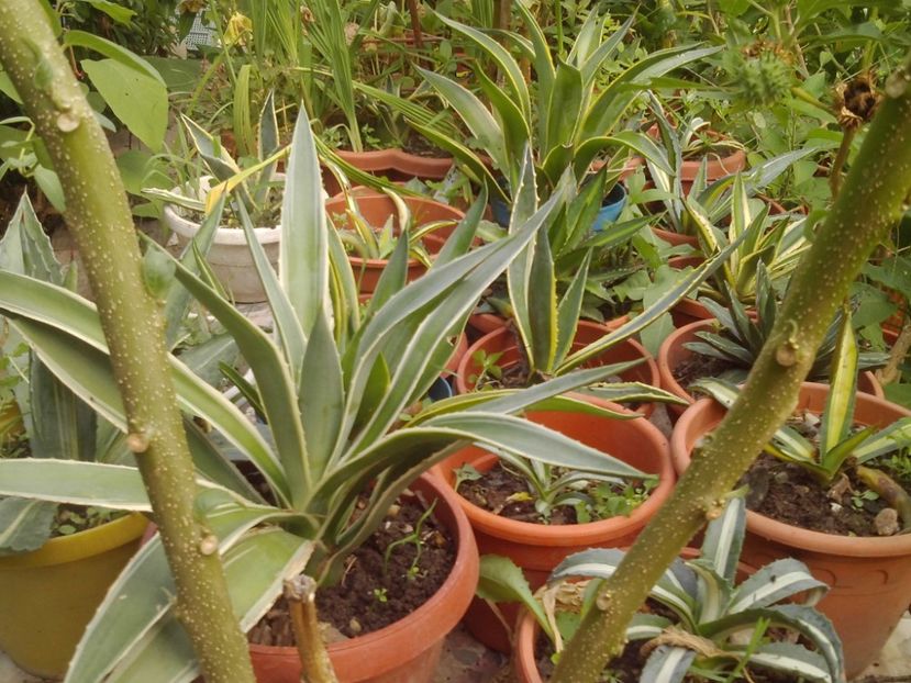  - Agave Camelia Ungureanu