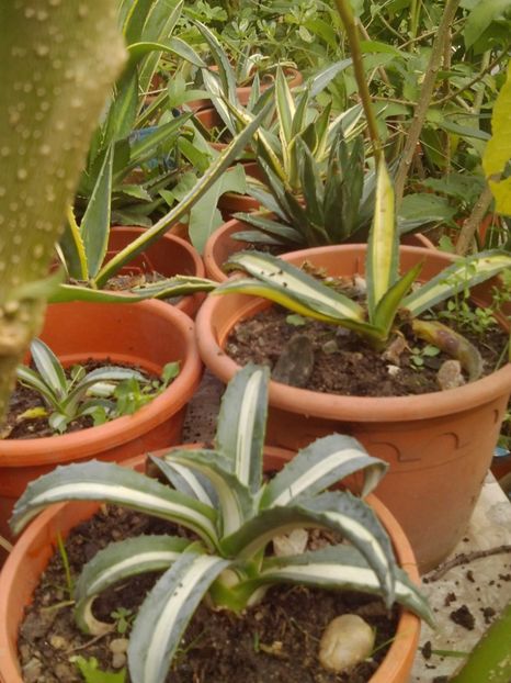  - Agave Camelia Ungureanu