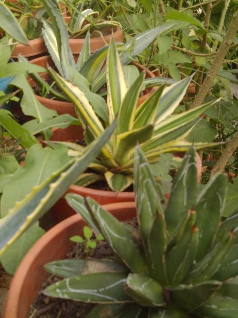  - Agave Camelia Ungureanu