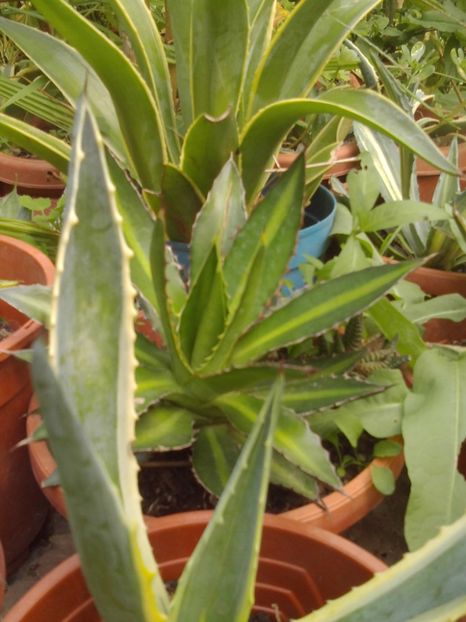  - Agave Camelia Ungureanu