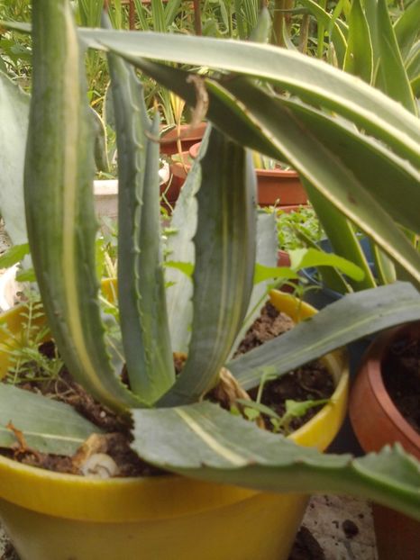  - Agave Camelia Ungureanu