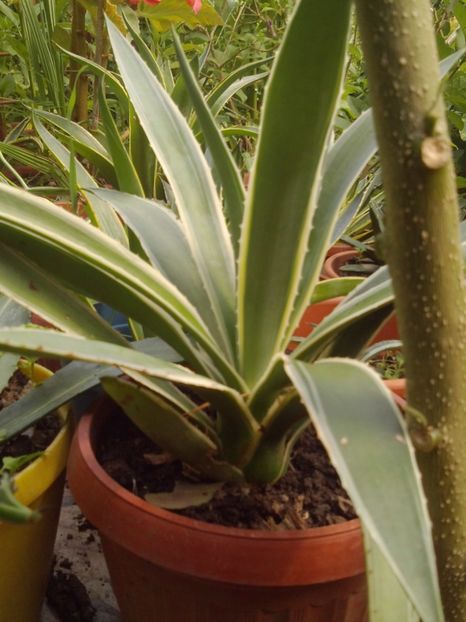  - Agave Camelia Ungureanu