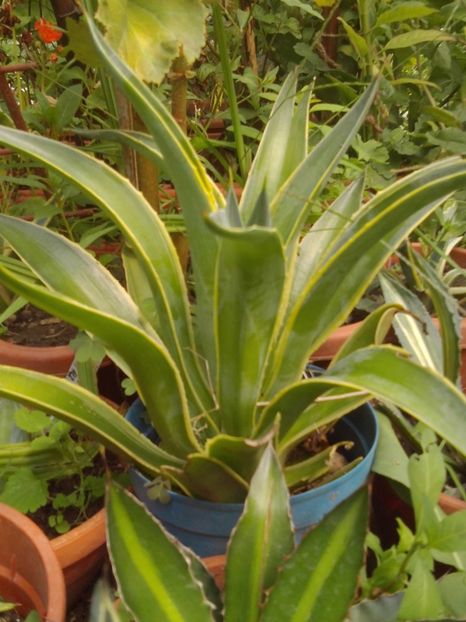  - Agave Camelia Ungureanu