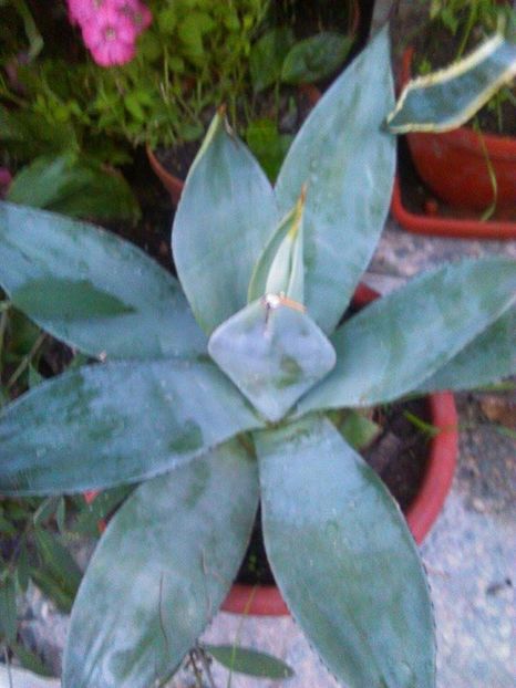  - Agave Camelia Ungureanu