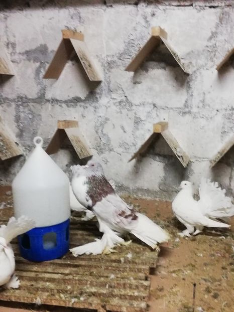 Mascul 2016 - GUSAT DE POMERANIA