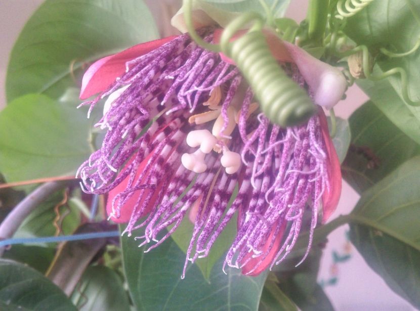  - Passiflora 2018