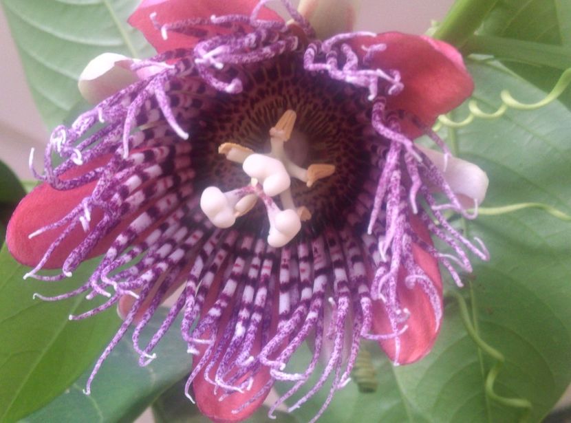  - Passiflora 2018