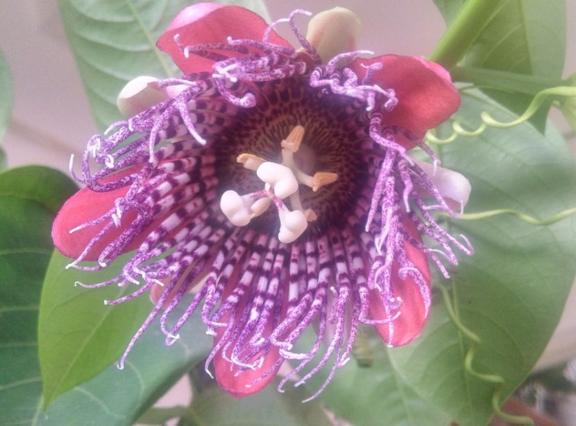  - Passiflora 2018