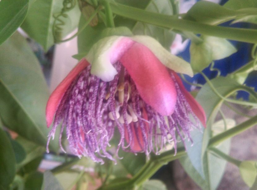  - Passiflora 2018
