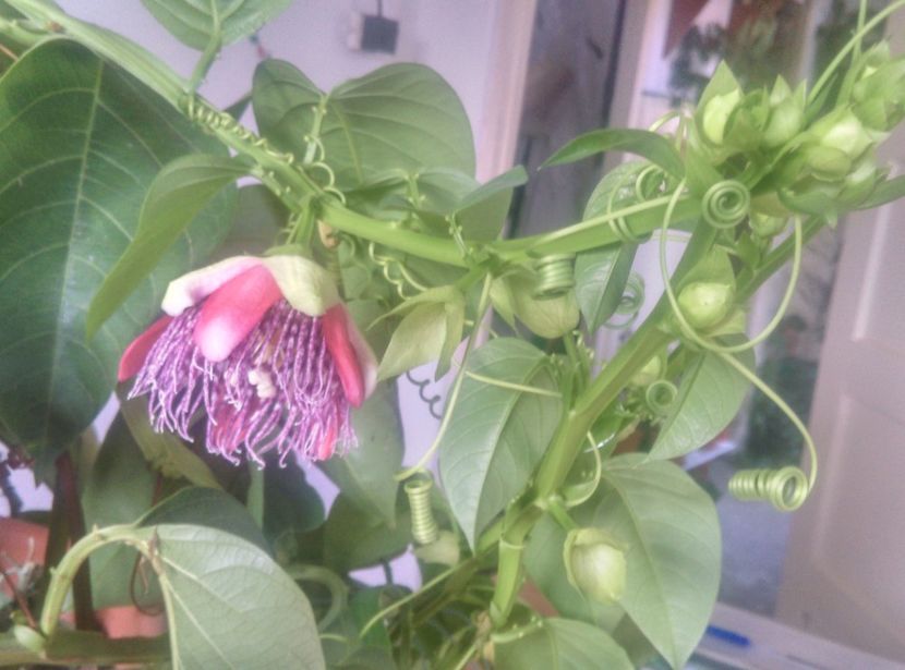  - Passiflora 2018
