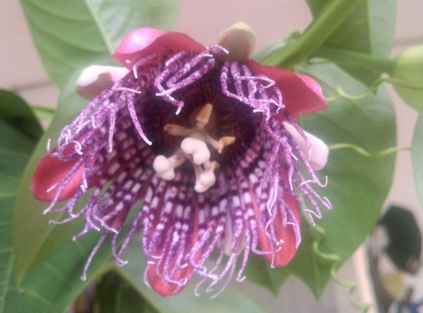  - Passiflora 2018