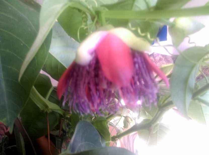  - Passiflora 2018