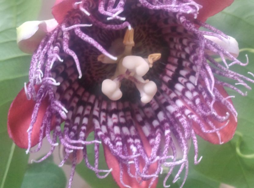  - Passiflora 2018
