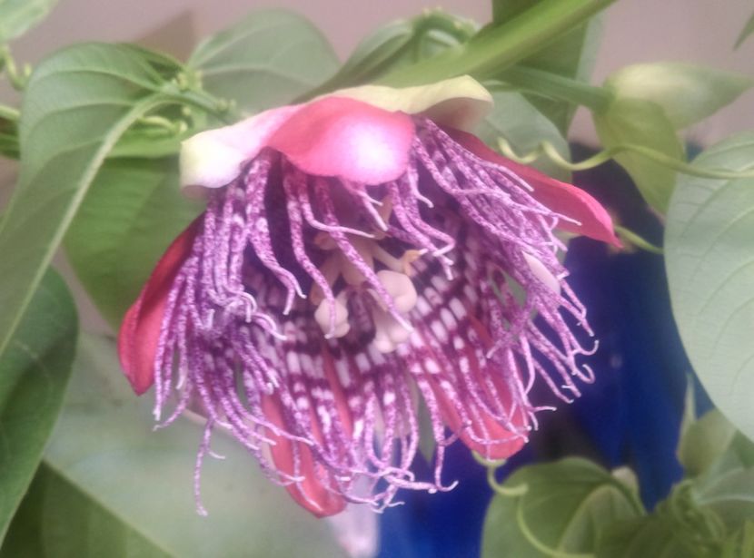  - Passiflora 2018