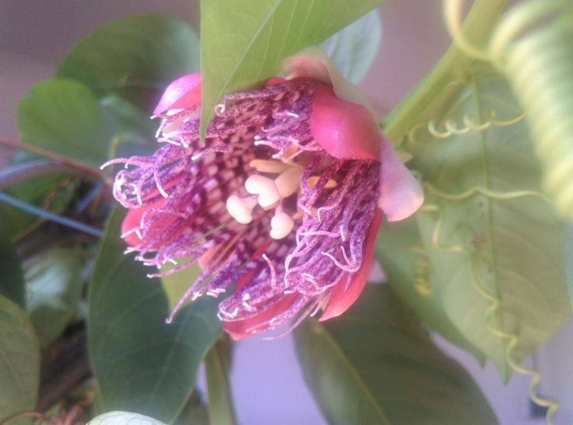  - Passiflora 2018