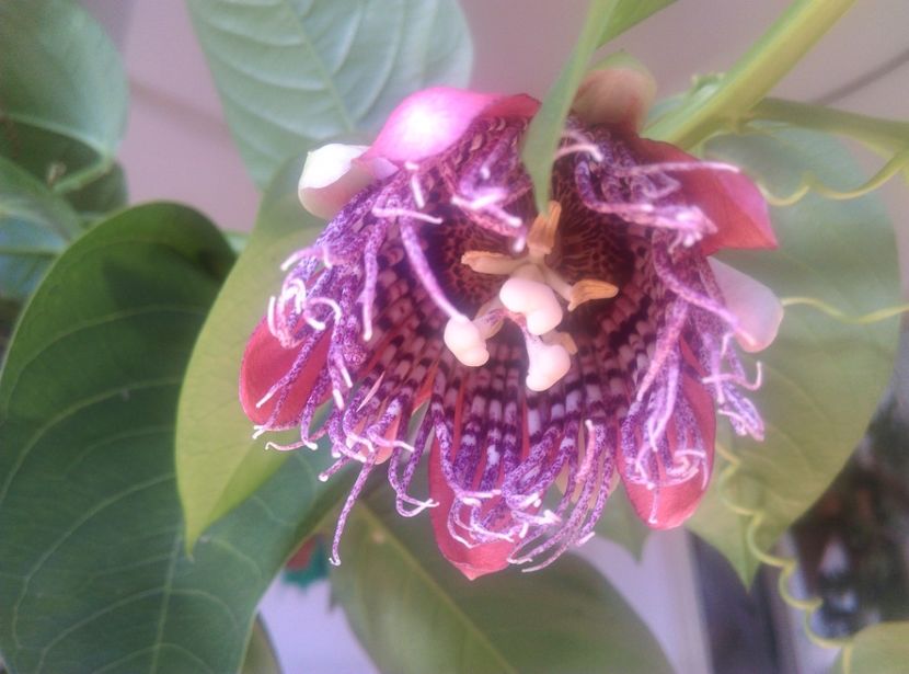  - Passiflora 2018