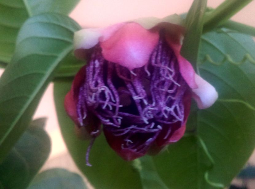 - Passiflora 2018