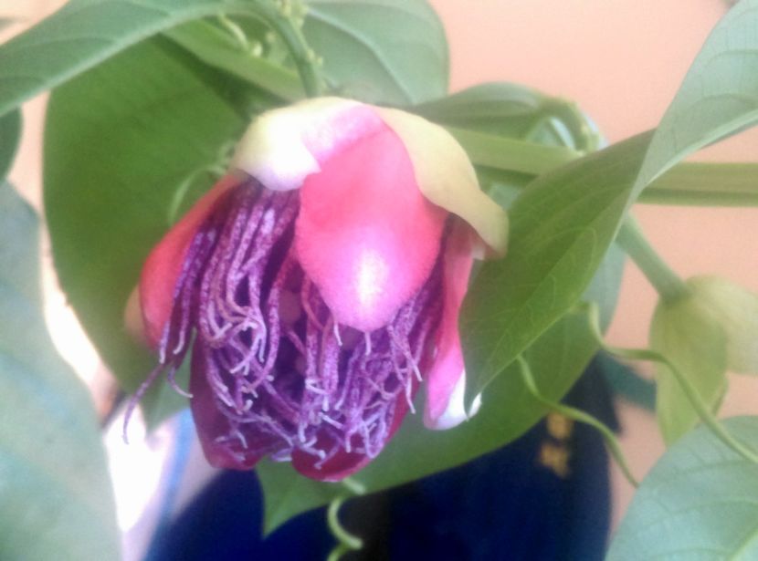  - Passiflora 2018