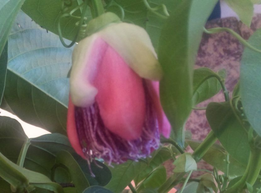  - Passiflora 2018