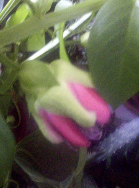  - Passiflora 2018