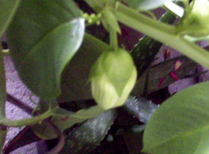  - Passiflora 2018
