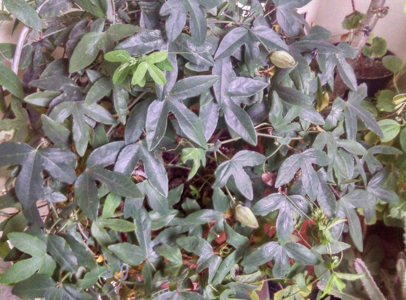  - Passiflora 2018