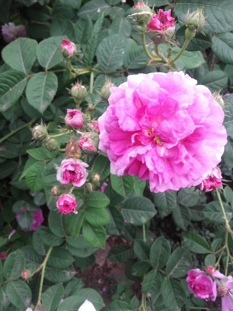  - Genéral Stefánik