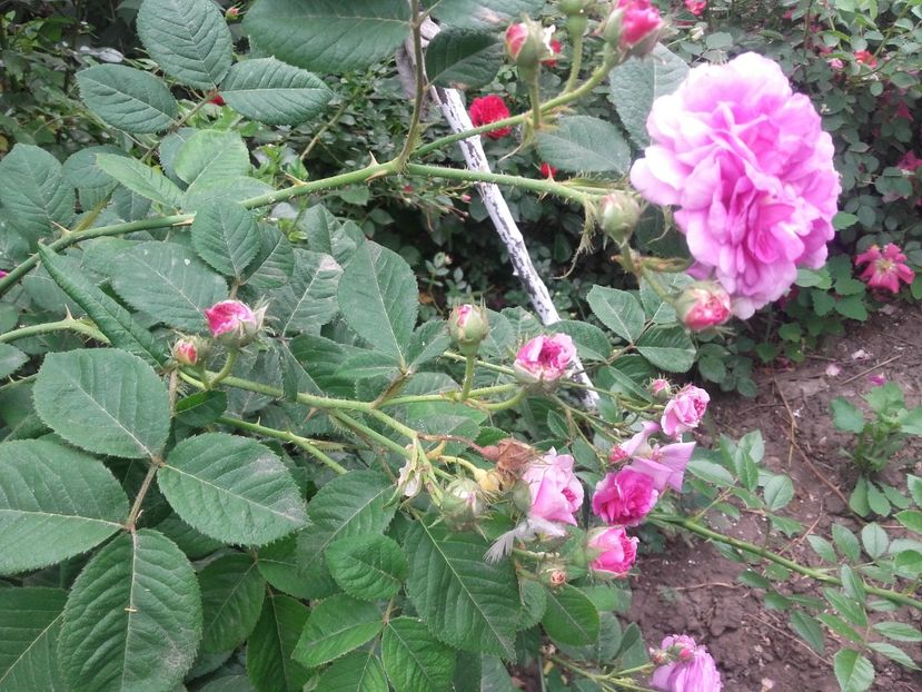  - Genéral Stefánik