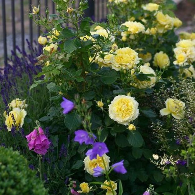 china girl - 3 dorinte