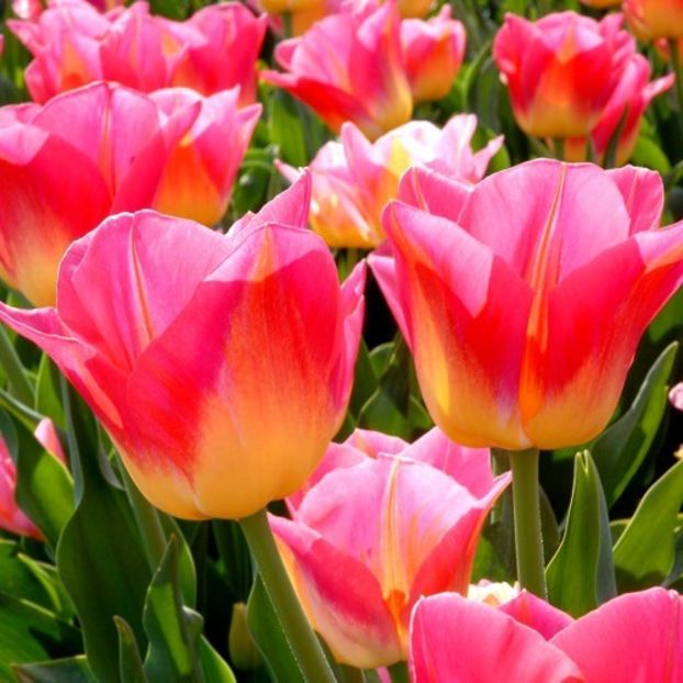 tom-pouce - 001 achizitii bulbi