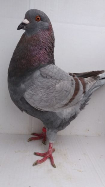 M 2018 vandut - De vanzare kingi
