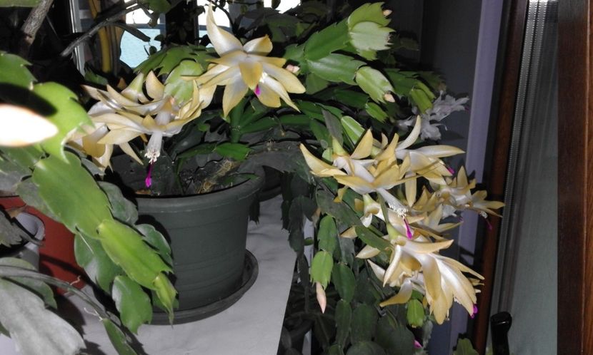 Decembrie 2018 - Craciunel - Schlumbergera