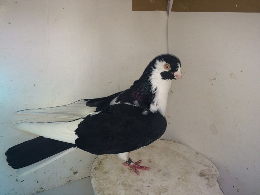 106  mascul  2008 - 00001 porumbei dragi mie arhivă