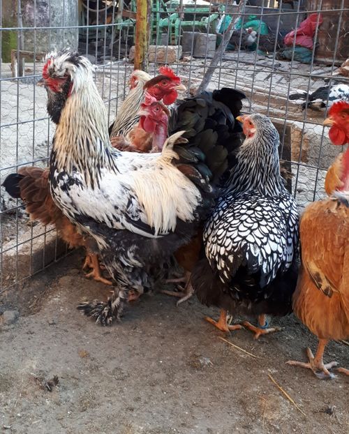  - GAINI MARI MOTATE BARBOASE SI GOLASE- matca 2019