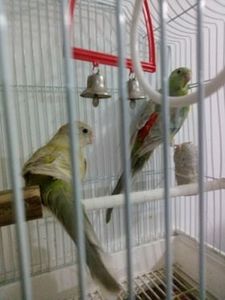 47343344_360952668005801_5868514902322184192_n - Copy - De prin casa