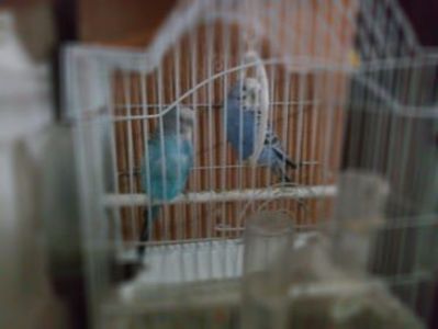  - De prin casa