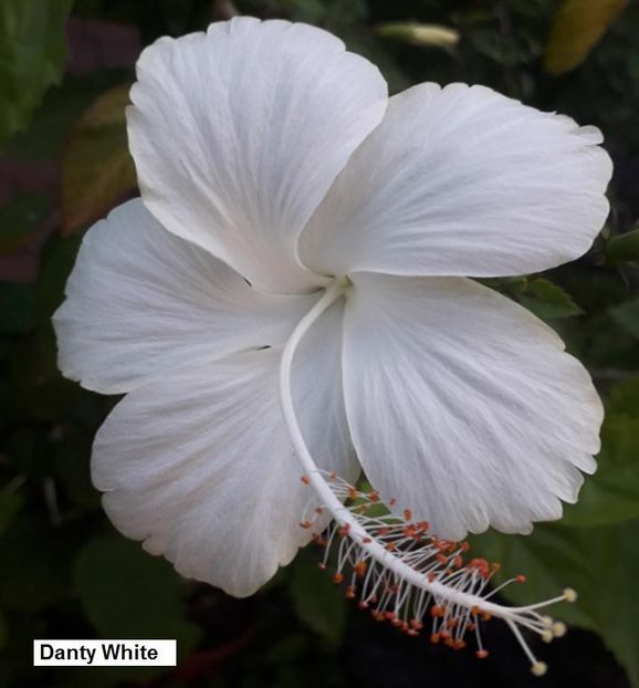 Danty White 1 - Hibiscus 3