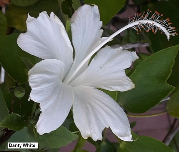 Danty White 2 - Hibiscus 3