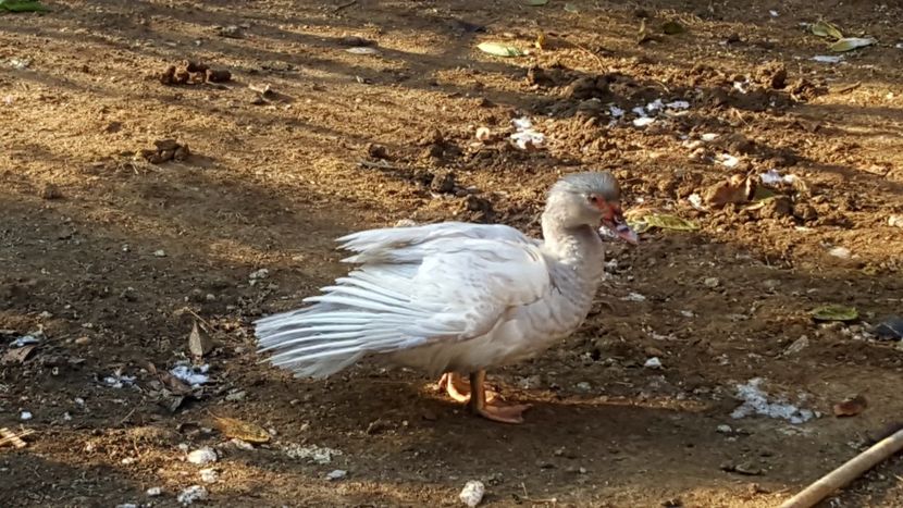 sidefie la.... - Bomboane asortate 2018