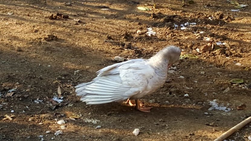 -10 C - Bomboane asortate 2018