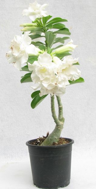Eșec China - Adenium Double Layer White Flower - - Seminte achizitionate 2018 - 2019