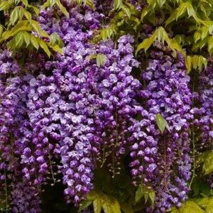 Eșec China - Wisteria floribunda Black Dragon - doble flower - - Seminte achizitionate 2018 - 2019