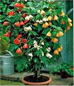 ABUTILON - CEAIURI
