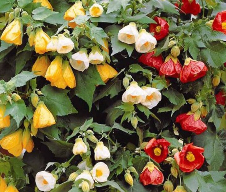 ABUTILON - CEAIURI