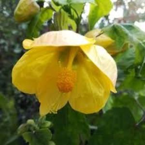 ABUTILON - CEAIURI